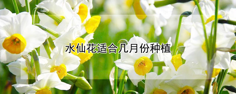 水仙花适合几月份种植 水仙花适合几月份栽种