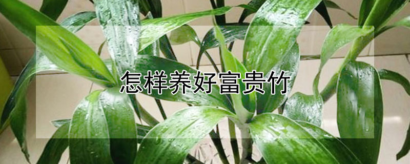 怎样养好富贵竹 怎样养好富贵竹水培