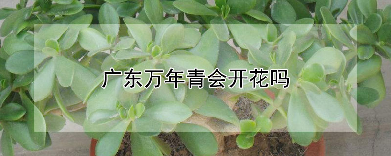 广东万年青会开花吗（广东万年青开花一定要剪掉吗）