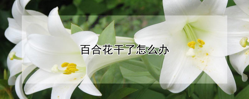 百合花干了怎么办（百合花干了怎么处理）