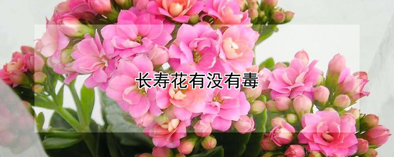 长寿花有没有毒（长寿花花有毒吗?）