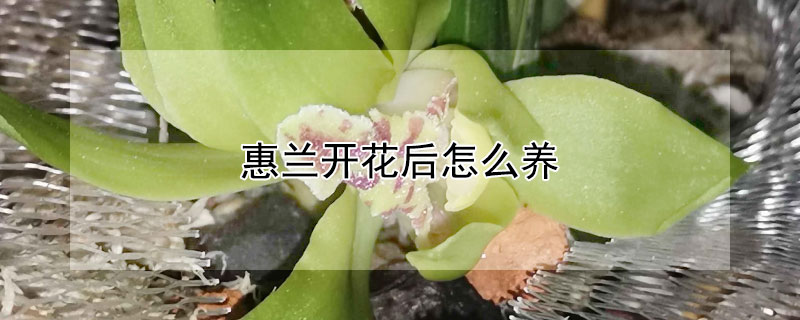 惠兰开花后怎么养 惠兰开花后怎么养护和管理