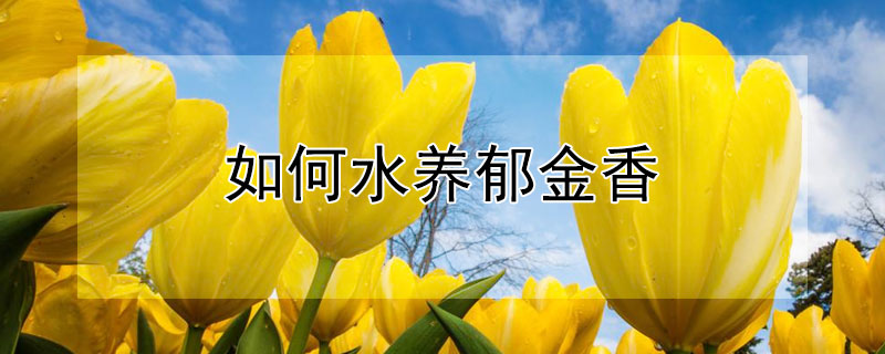 如何水养郁金香（水养郁金香鲜花）