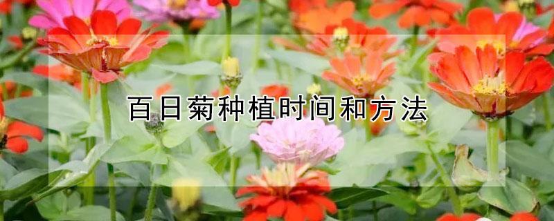 百日菊种植时间和方法 百日菊如何养殖