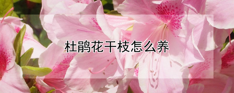 杜鹃花干枝怎么养 杜鹃花干枝怎么养家庭养法