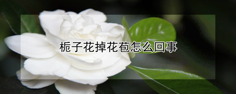 栀子花掉花苞怎么回事 栀子花掉花苞怎么回事儿?