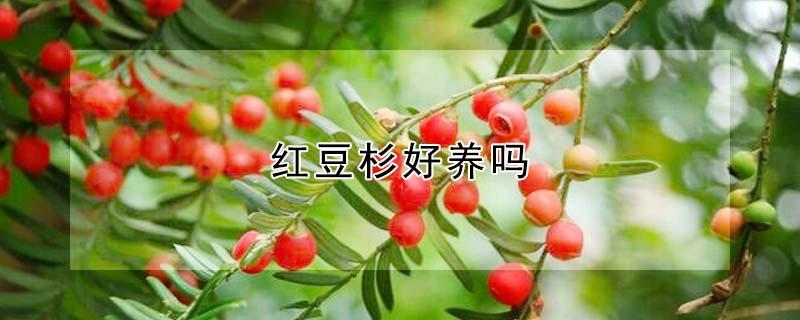 红豆杉好养吗（红豆杉的图片）