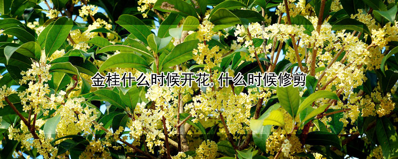 金桂什么时候开花,什么时候修剪 金桂什么时候开花,什么时候修剪枝条