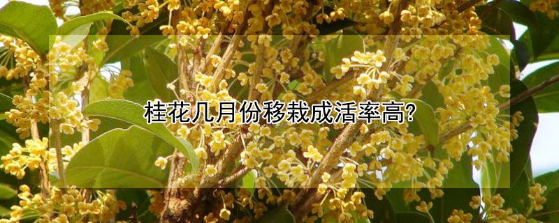 桂花几月份移栽成活率高? 桂花什么时候移栽成活率高