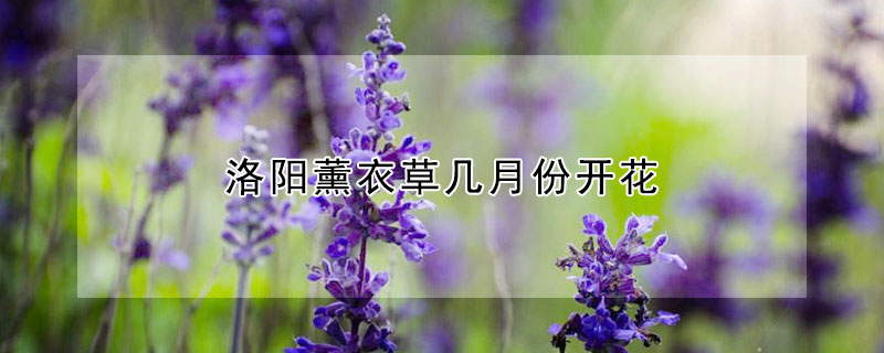 洛阳薰衣草几月份开花（洛阳薰衣草花园什么时候开放）