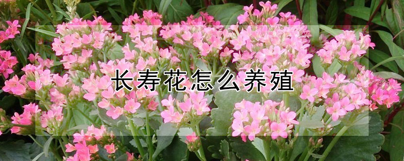 长寿花怎么养殖（长寿花怎么养殖方法）