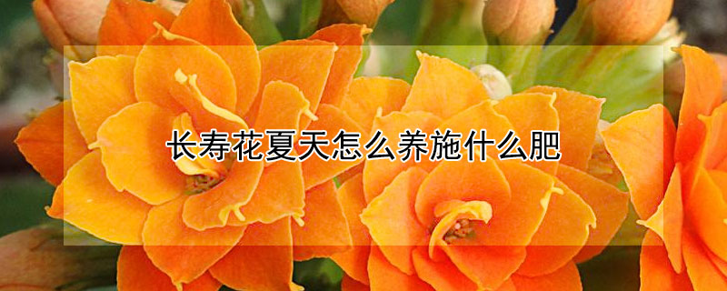 长寿花夏天怎么养施什么肥（长寿花夏天怎么养(安全度夏）