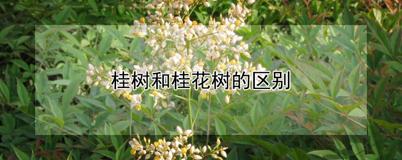 桂树和桂花树的区别 金桂树苗多少钱一棵