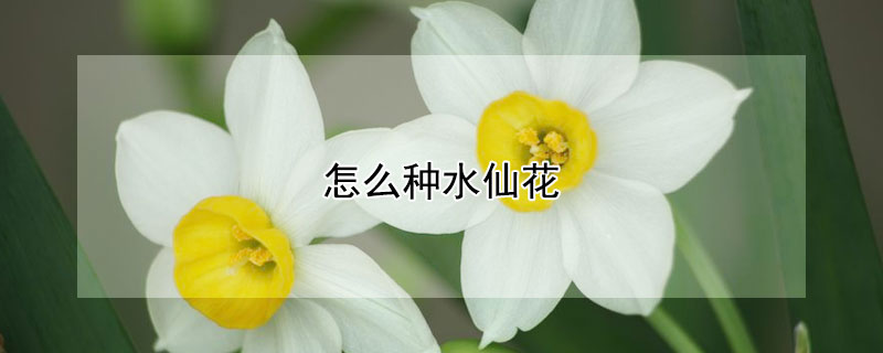 怎么种水仙花 怎么种水仙花球