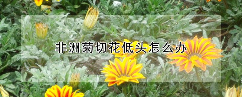 非洲菊切花低头怎么办（非洲菊鲜切花需要醒花吗）