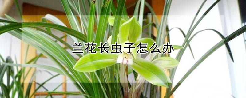 兰花长虫子怎么办（兰花上长虫子治疗最好的方法是）