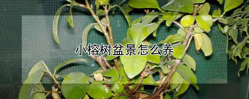 小榕树盆景怎么养（小榕树盆景怎么养修剪）