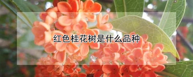 红色桂花树是什么品种 红色桂花可以食用吗