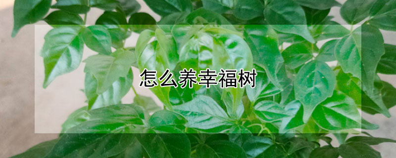 怎么养幸福树 家里怎么养幸福树