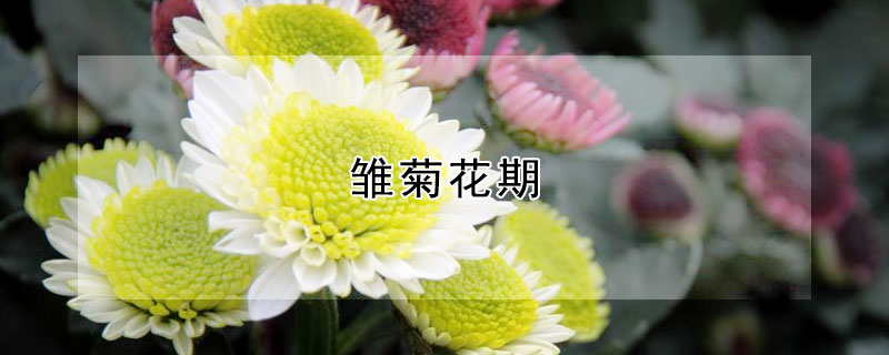 雏菊花期（雏菊花期多久）