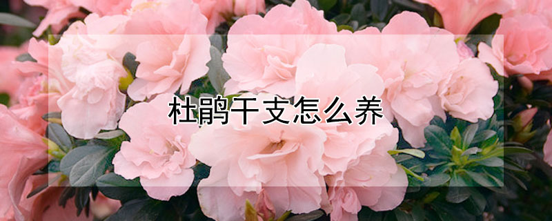 杜鹃干支怎么养（杜鹃花干支怎么养）