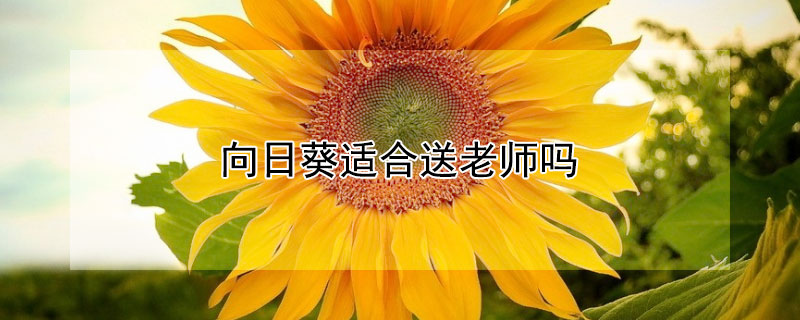 向日葵适合送老师吗（向日葵适不适合送老师）