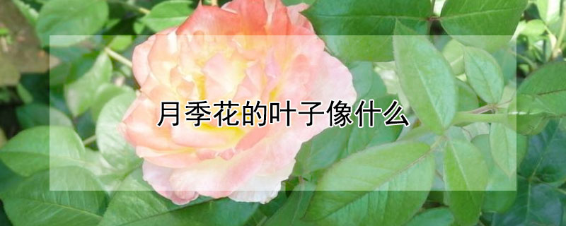 月季花的叶子像什么（月季花的叶子像什么一样）