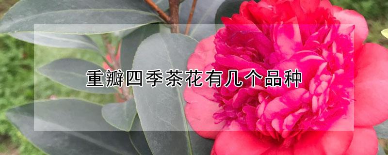 重瓣四季茶花有几个品种 重瓣四季茶花有几个品种