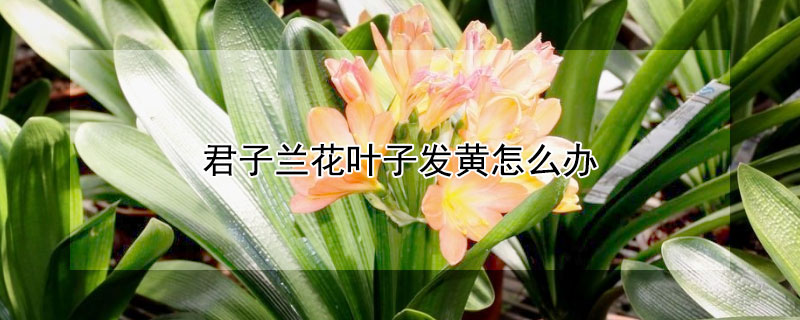 君子兰花叶子发黄怎么办（君子兰花叶子发黄怎么办视频）