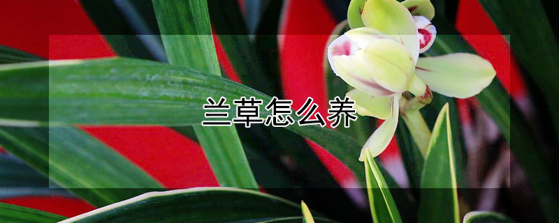 兰草怎么养（野生兰草怎么养）