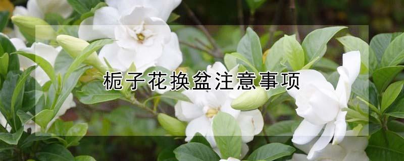 栀子花换盆注意事项（栀子花换盆注意事项栀子花苞枯萎）