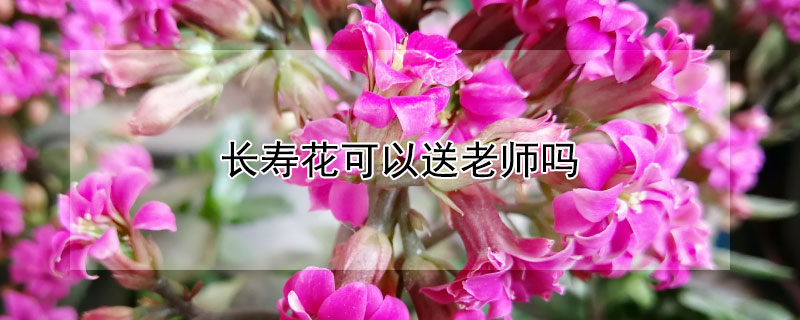 长寿花可以送老师吗（长寿花可以送老师吗知乎）