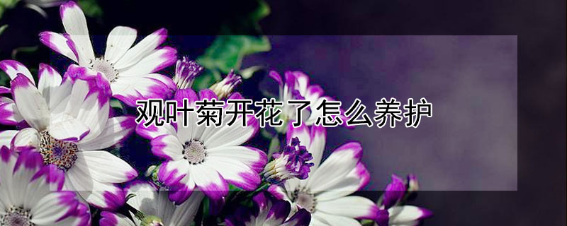 观叶菊开花了怎么养护 观叶菊的养殖方法和注意事项