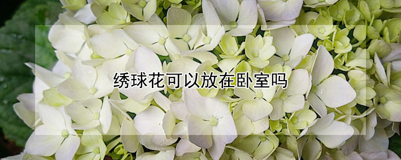 绣球花可以放在卧室吗 绣球花可以放在卧室吗?