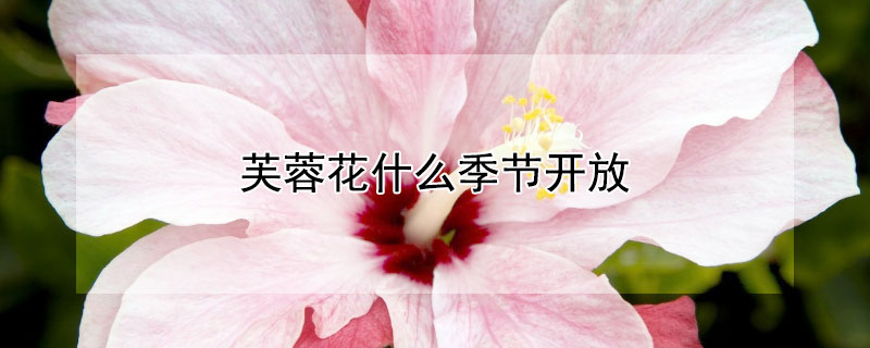 芙蓉花什么季节开放（芙蓉花什么季节开放最好）