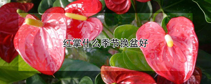 红掌什么季节换盆好（红掌在什么季节换盆?）