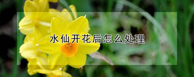 水仙开花后怎么处理（水仙开花后怎样留明年）