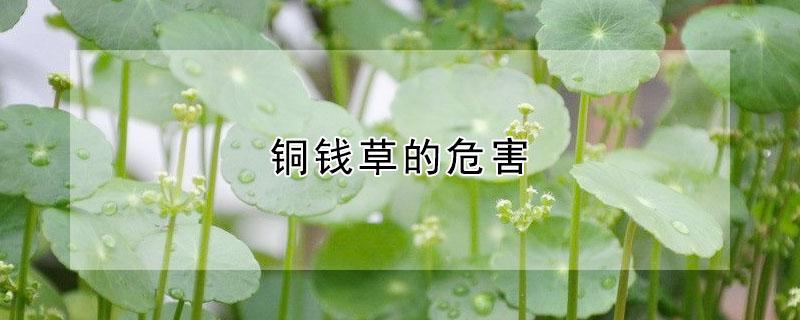 铜钱草的危害 铜钱草怎么养殖方法