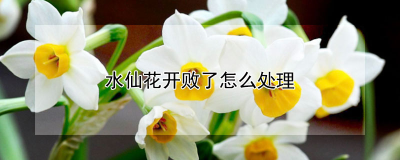 水仙花开败了怎么处理（水仙花开败了怎么处理干净）