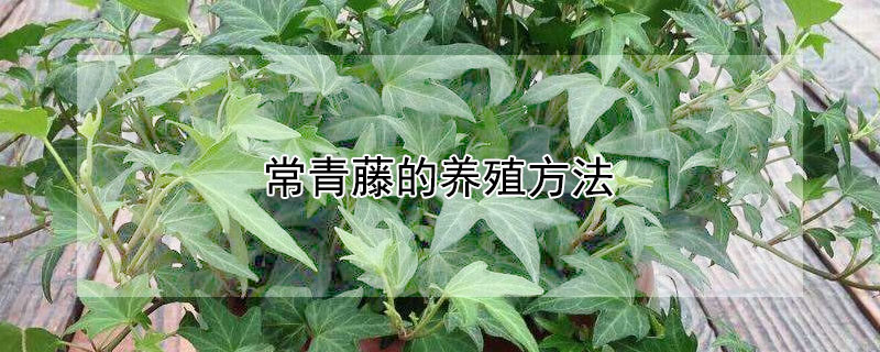 常青藤的养殖方法 常青藤的养殖方法和注意事项 盆栽