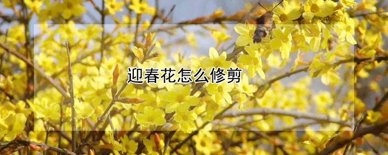 迎春花怎么修剪 迎春花怎么修剪开花多