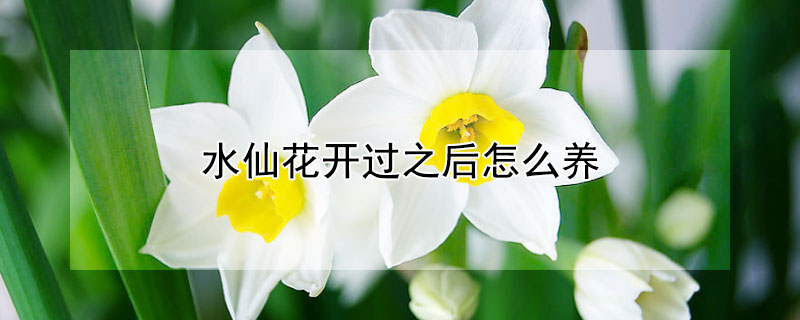 水仙花开过之后怎么养（水仙花开完花怎么养）