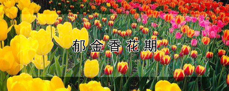 郁金香花期（郁金香花期有多长）