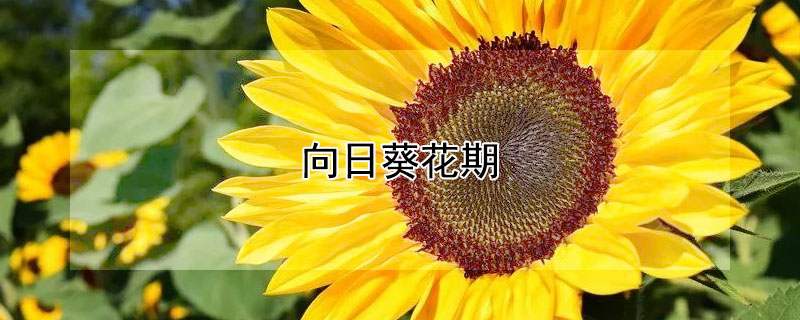 向日葵花期 向日葵花期长吗?