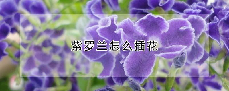 紫罗兰怎么插花（紫罗兰怎么插花好看）