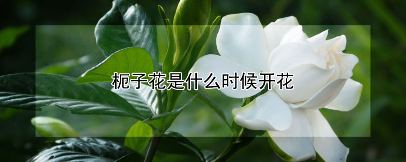 枙子花是什么时候开花 枙子花是什么时候开花季节