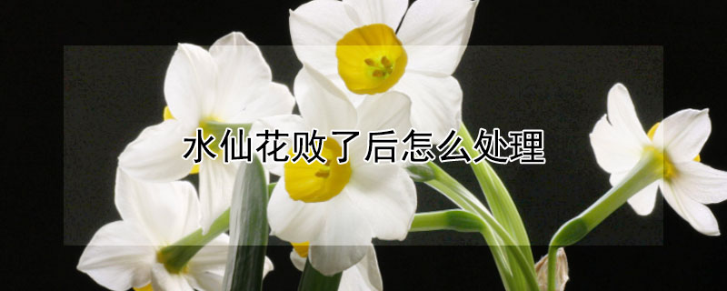 水仙花败了后怎么处理（水仙花败了后怎么处理干净）