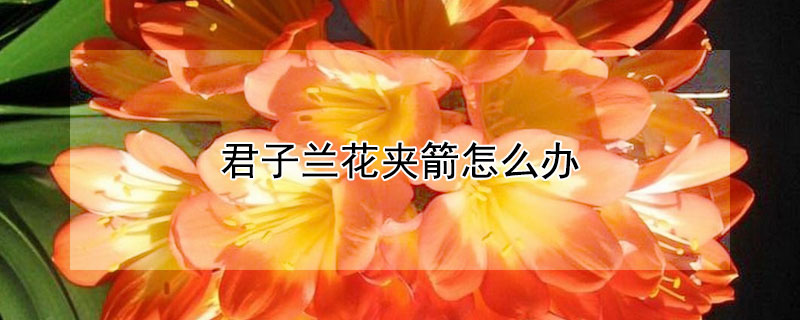 君子兰花夹箭怎么办 君子兰花夹箭怎么办?