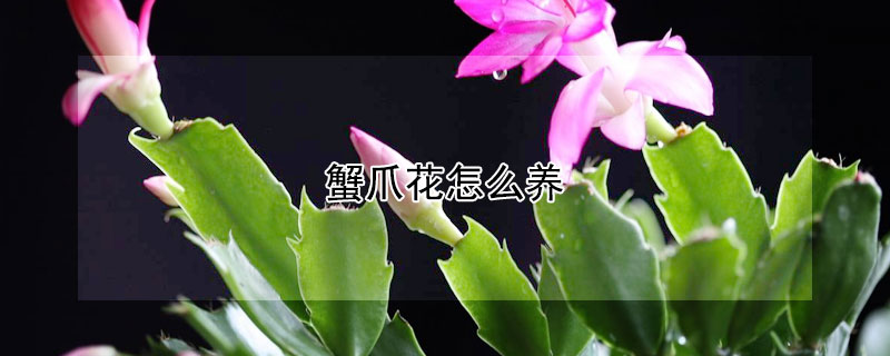 蟹爪花怎么养（蟹爪花怎么养才能开花）