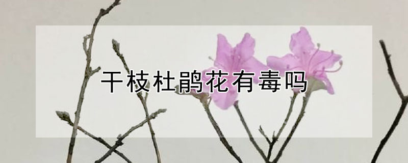 干枝杜鹃花有毒吗 干枝杜鹃的花有毒吗